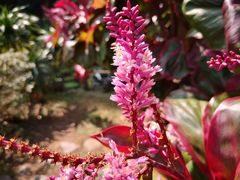 -中国科学院西双版纳热带植物园