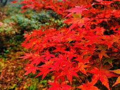 -山王坪喀斯特国家生态公园