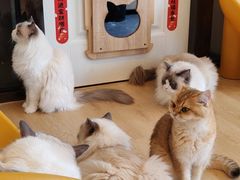 -有喵·猫咖·狗咖·30几只猫10只小狗(岗厦店)