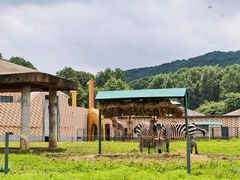 -哈尔滨北方森林动物园