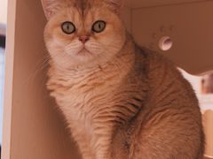 -有喵·猫咖·狗咖·30几只猫10只小狗(岗厦店)