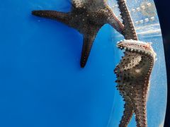 -西安曲江海洋极地公园