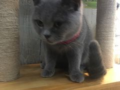 -猫咪咖啡·猫咖(万达广场店)