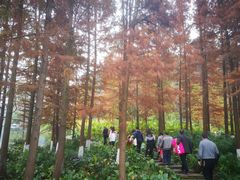 -重庆彩云湖湿地公园