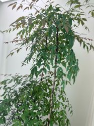 -HEYAN荷妍专业脱毛连锁机构