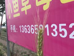 -小鱼草莓采摘园农家乐·小鱼餐厅