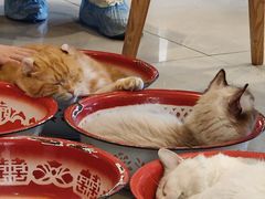 -平行世界·猫咖(首经贸店)