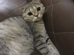 -猫色咖啡·猫咖