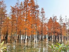 -白鹭湾湿地公园