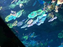 -暹罗海洋世界