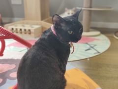 -东方名猫馆·英短金渐层布偶猫舍(环线广场1号楼店)