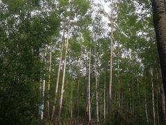 -北极村旅游风景区