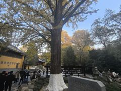 -灵谷景区