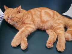 -飞行喵MR PILOT|猫舍·猫咖(静安大融城店)