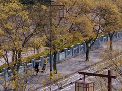 -嘉定紫藤园