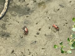 -北海金海湾红树林生态旅游区