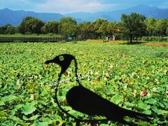 -野鸭湖国家湿地公园