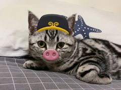 -瑞派福兴宠物医院犬猫全科·骨科·中西医结合(河东店)