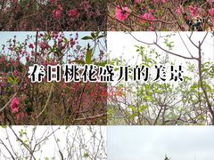 -南国桃园旅游度假区