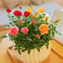 -Mregina 美人纪摄影(样片研发中心)