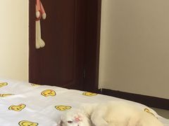 -宠颐生中康贝怡动物医院
