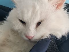 -瑞派福兴宠物医院犬猫全科·骨科·中西医结合(河东店)