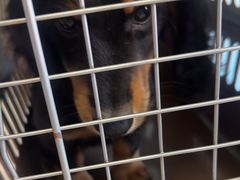 -瑞派福兴宠物医院犬猫全科·骨科·中西医结合(河东店)