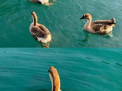 -靖西鹅泉风景区