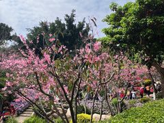-狐尾山公园