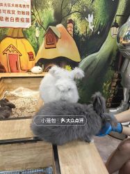 -神奇动物撸宠馆·羊驼·小浣熊·异宠(豫园店)