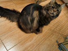-Pets First伊珊娜洗护·精致美容·家庭式寄养(新会路店)