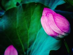 -莲花池公园