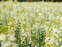 -中国天府农业博览园