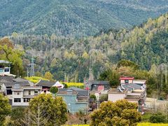 -桑洲油菜花景区