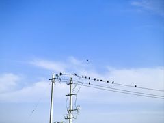 -希拉穆仁草原