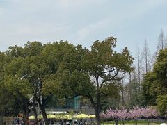 -上海滨江森林公园
