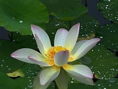 -莲花池公园