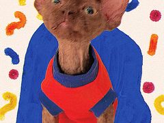 -momokira米努特·德文卷毛猫·棉花面纱犬