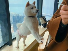 -柴犬小屋·柴餐厅·狗咖食堂(金鼎广场店)