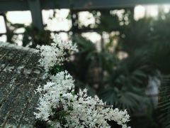 -大塘金香草谷