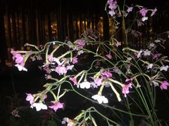 -深圳国际园林花卉博览园