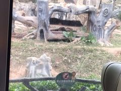 -海南热带野生动植物园
