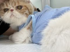 -灵美宠物诊所