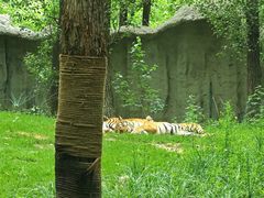 -北京野生动物园