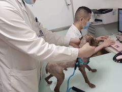 -宠福鑫康馨动物医院·骨科·眼科