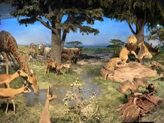 -国家自然博物馆