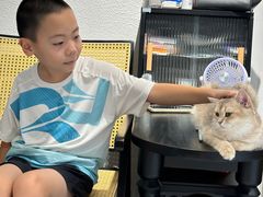 -琪喵猫屋·撸猫猫咖·猫舍