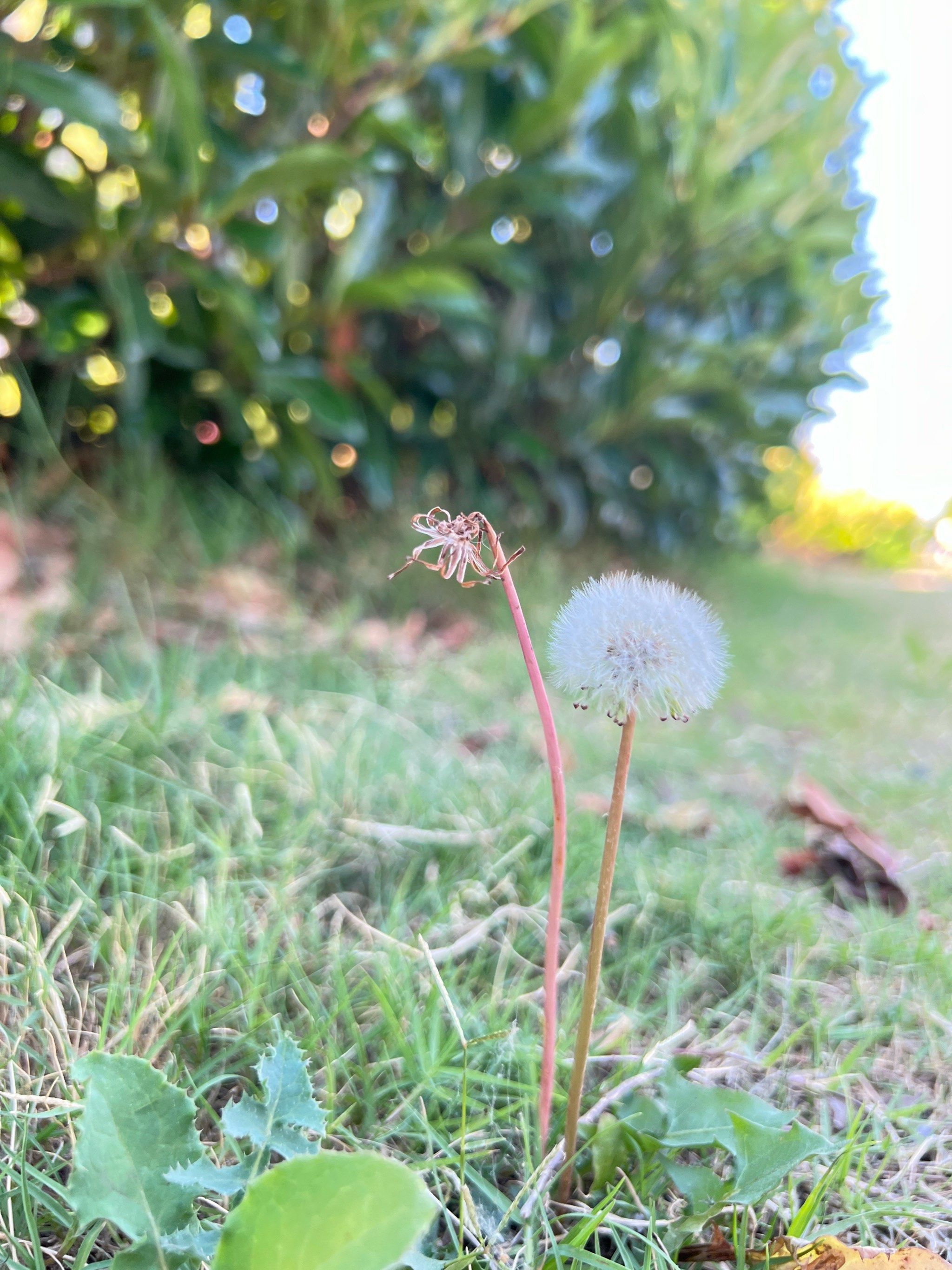 我猜你们没有见过淋过雨的蒲公英