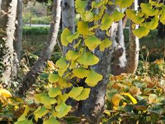 -国家植物园南园