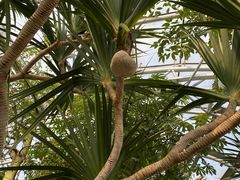 -北京植物园-展览温室